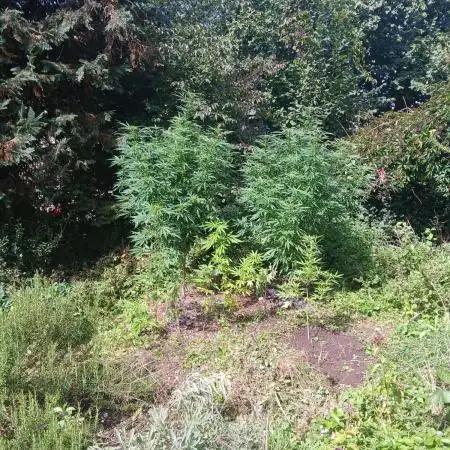 White ICE #1 Gen5 Outdoor