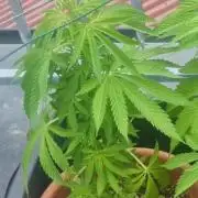 GOCO Outdoor (Restsamen)