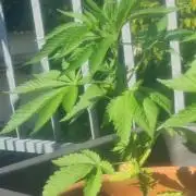 GOCO Outdoor (Restsamen)