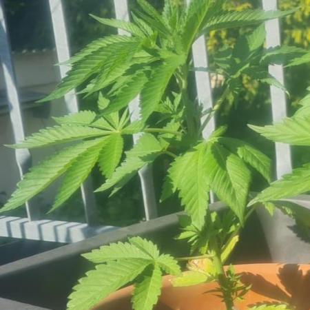 GOCO Outdoor (Restsamen)