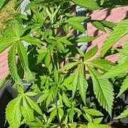 GOCO Outdoor (Restsamen)