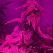 Dr.SkunkyKush: PIEX Auto