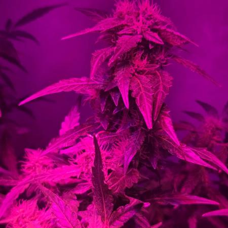 Dr.SkunkyKush: PIEX Auto