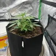 Dr.HanfDampf: SLEH Auto Seedsupplier