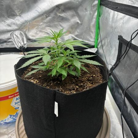 Dr.HanfDampf: SLEH Auto Seedsupplier
