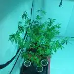 Romulan