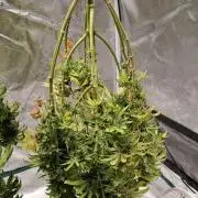 Gorilla Cookies u. Tropicana Cookies