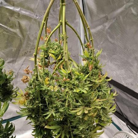 Gorilla Cookies u. Tropicana Cookies