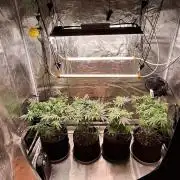 Northern Ligths Fem. u. Sensi Skunk Fem.