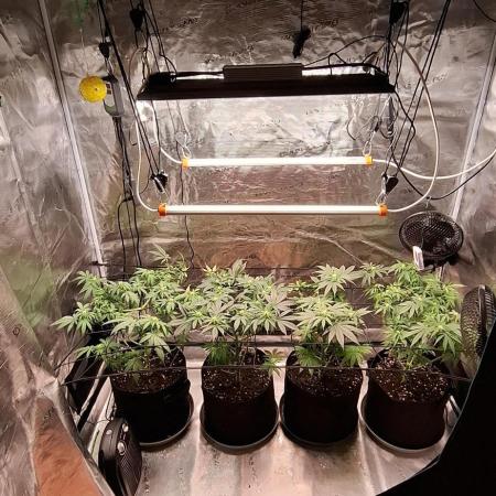 Northern Ligths Fem. u. Sensi Skunk Fem.