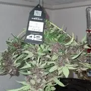 Gorilla Cookies u. Tropicana Cookies