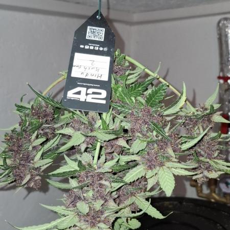 Gorilla Cookies u. Tropicana Cookies