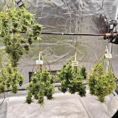 Northern Ligths Fem. u. Sensi Skunk Fem.