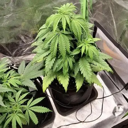 Hindu Kush fem. Test 2