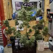 Gorilla Cookies u. Tropicana Cookies