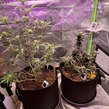 Gorilla Cookies u. Tropicana Cookies
