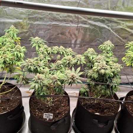 Northern Ligths Fem. u. Sensi Skunk Fem.