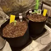 Hindu Kush fem. Test 2