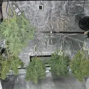 Northern Ligths Fem. u. Sensi Skunk Fem.