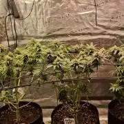 Northern Ligths Fem. u. Sensi Skunk Fem.