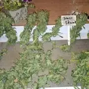 Northern Ligths Fem. u. Sensi Skunk Fem.