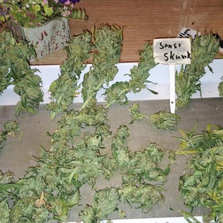 Northern Ligths Fem. u. Sensi Skunk Fem.