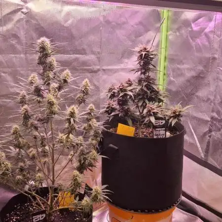Gorilla Cookies u. Tropicana Cookies
