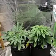 Hindu Kush fem. Test 2