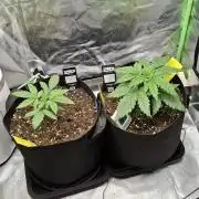 Hindu Kush fem. Test 2