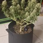 Hindu Kush fem. Test 2