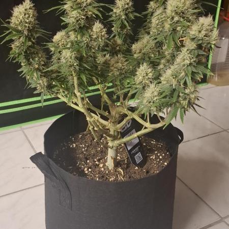 Hindu Kush fem. Test 2