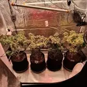 Northern Ligths Fem. u. Sensi Skunk Fem.