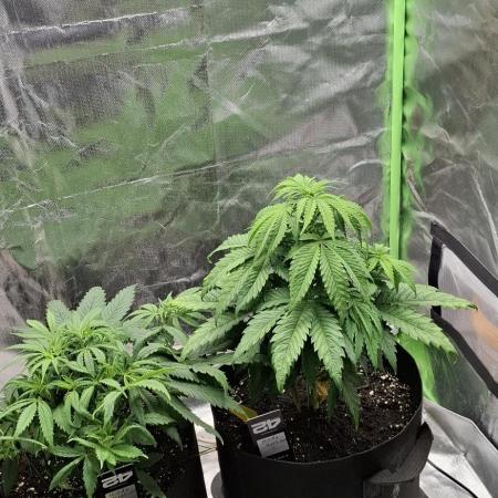 Hindu Kush fem. Test 2