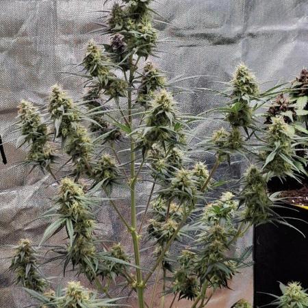 Gorilla Cookies u. Tropicana Cookies