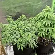 Hindu Kush fem. Test 2
