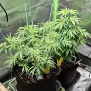 Hindu Kush fem. Test 2