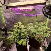 Hindu Kush fem. Test 2