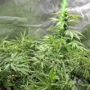 Hindu Kush fem. Test 2