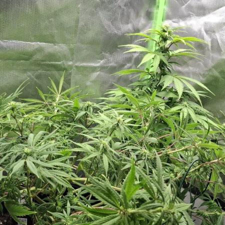 Hindu Kush fem. Test 2