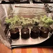 Northern Ligths Fem. u. Sensi Skunk Fem.