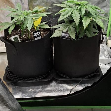 Hindu Kush fem. Test 2