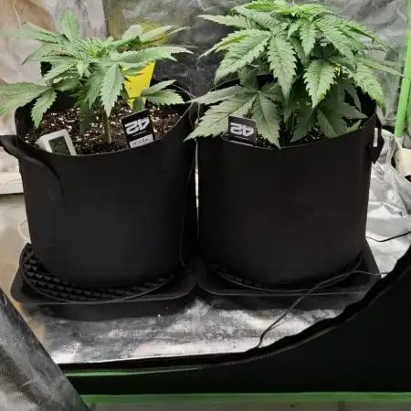 Hindu Kush fem. Test 2