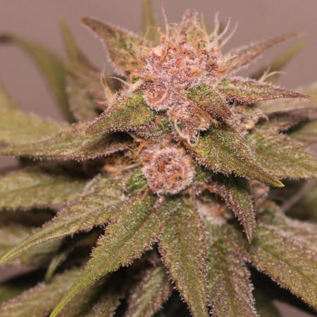 Dessert Grow - Tropicana Cookies FF