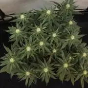 Dessert Grow #2 - Gorilla Cookies FF