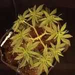 Dessert Grow - Orange Sherbet FF