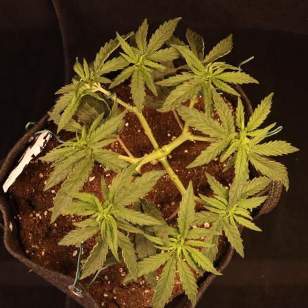 Dessert Grow - Orange Sherbet FF