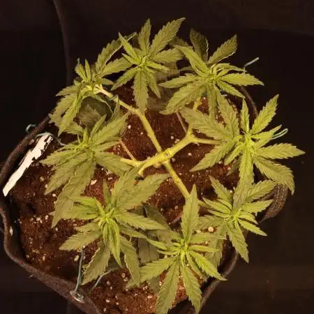 Dessert Grow - Orange Sherbet FF