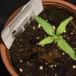 Dessert Grow - Orange Sherbet FF