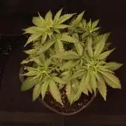 Dessert Grow #2 - Gorilla Cookies FF