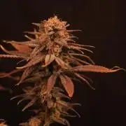 Dessert Grow - Tropicana Cookies FF